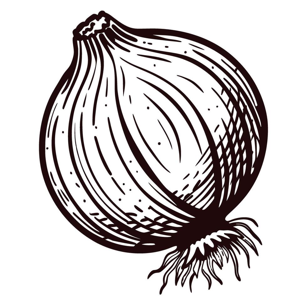 Detailed sketch of a whole onion with roots and texture vector