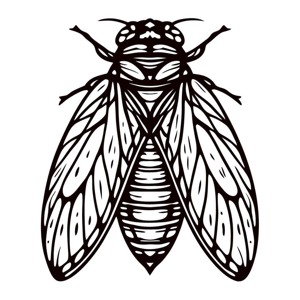 Intricate black and white of a cicada with detailed wing patterns vector