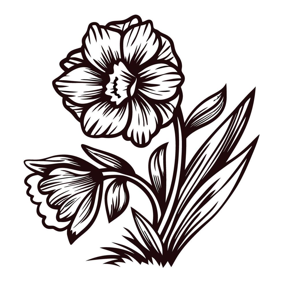 Detailed black and white daffodil sketch with leaves and stems in bloom vector