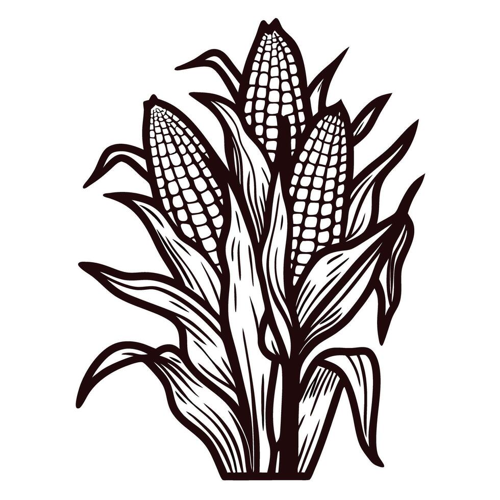 Detailed black and white corn with three ears and leaves displayed in close up vector
