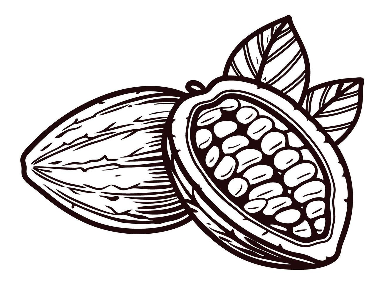 Detailed of cocoa pod with seeds and leaves in monochrome vector