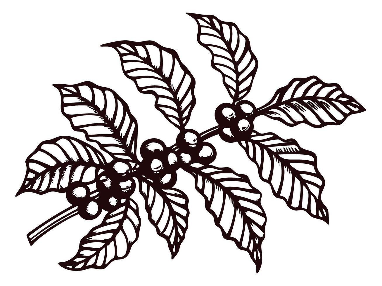 Detailed of coffee plant branch with leaves and beans vector