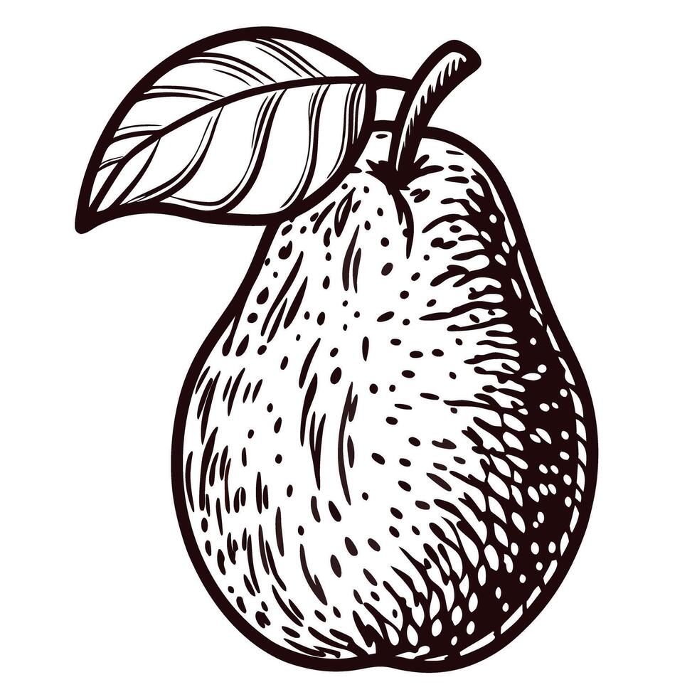 Detailed black and white of a pear with leaf design vector