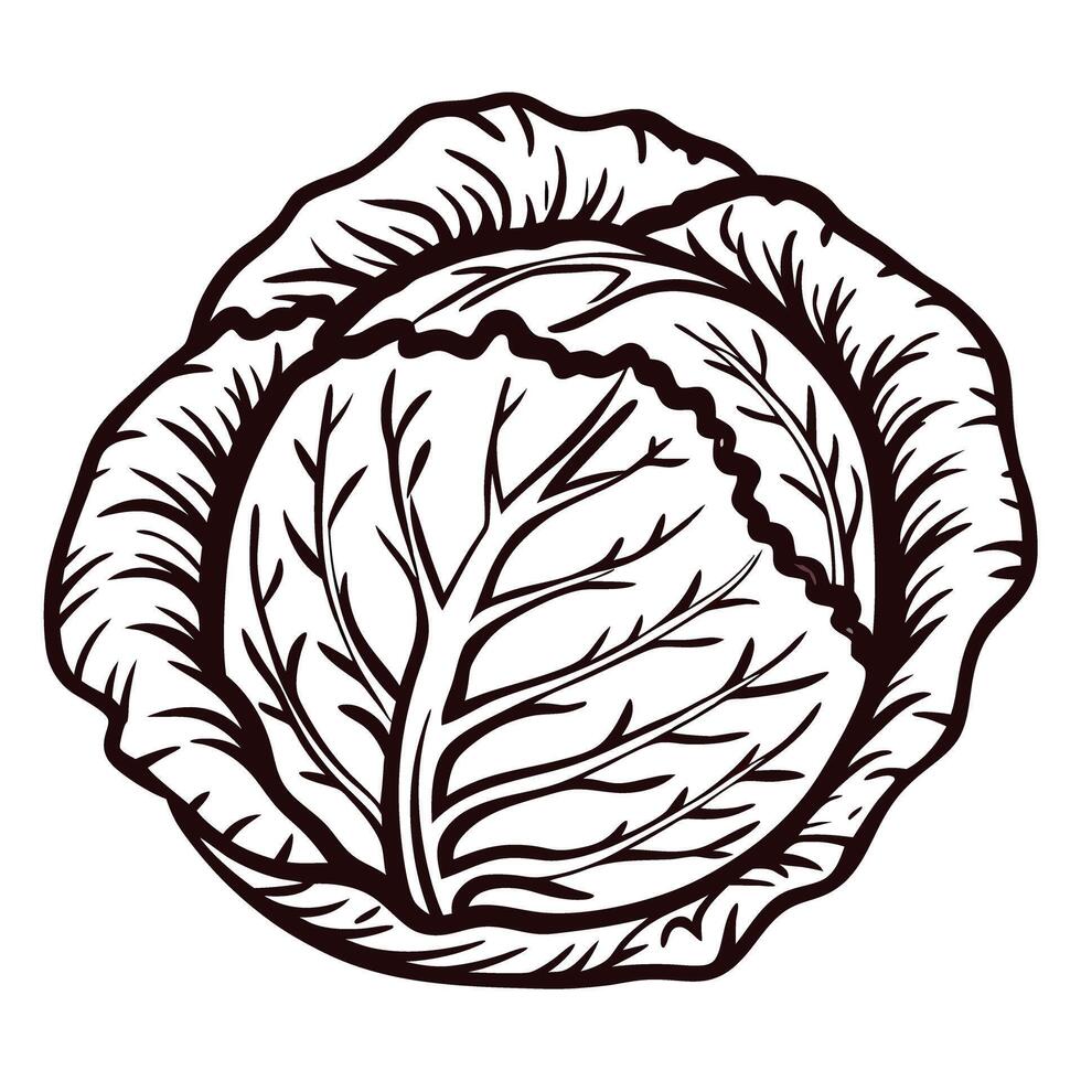 Detailed line art of a cabbage with intricate leaf pattern vector