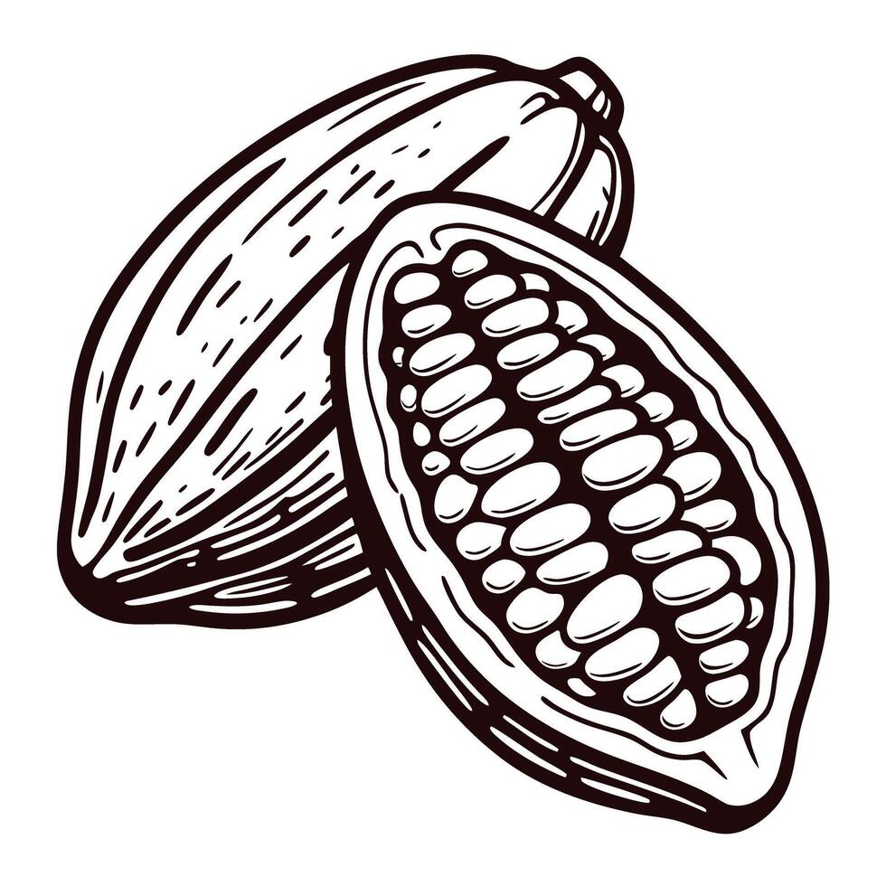 Detailed of cocoa pods with open seeds vector