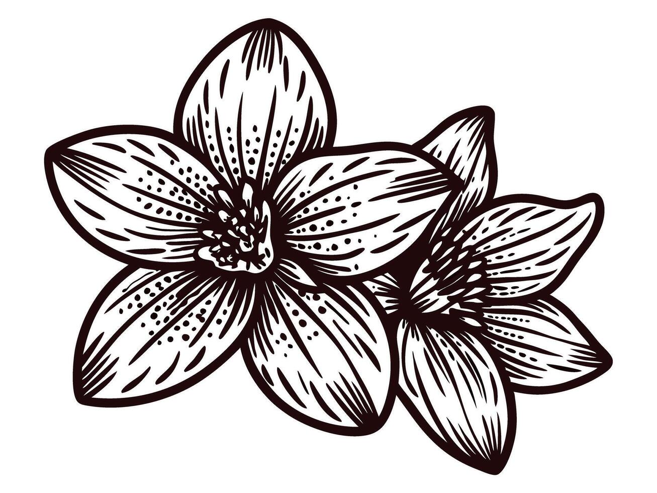 Detailed botanical of two blooming flowers in monochrome line art vector