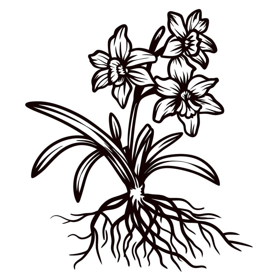 Black and white of daffodils with roots in detailed botanical vector