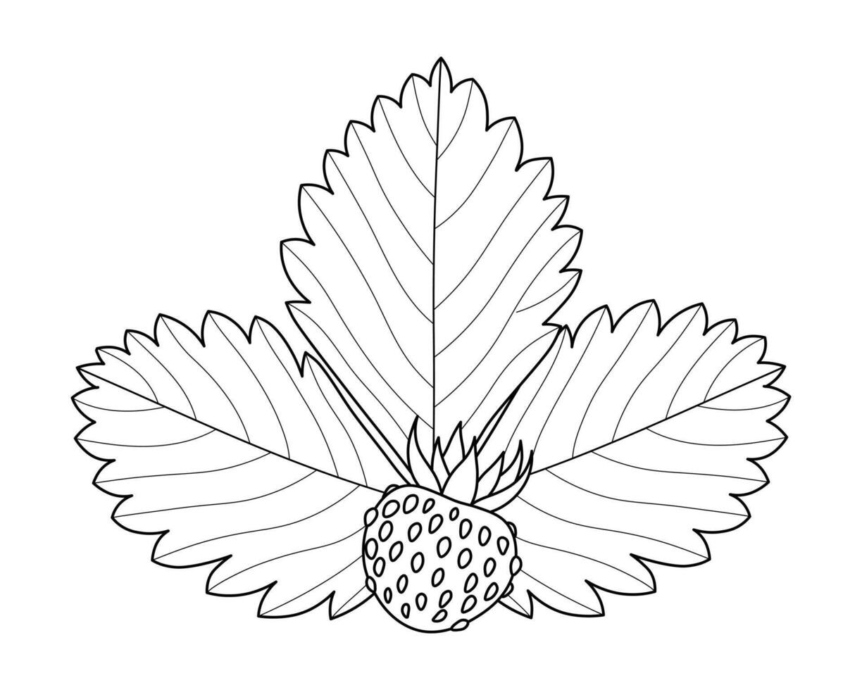 Sketch of wild strawberry berry, leaf, outline of aromatic plant vector
