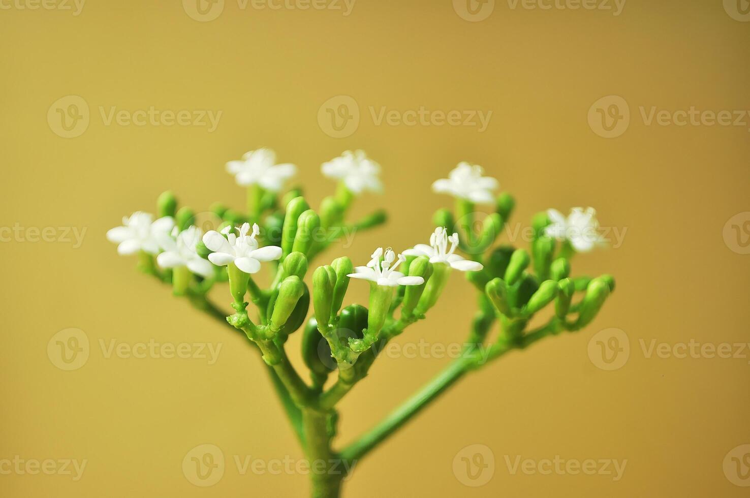 papaya flower which is very similar in shape to chaya spinach, white and blooming, with green oval shaped florets, and green stems photo