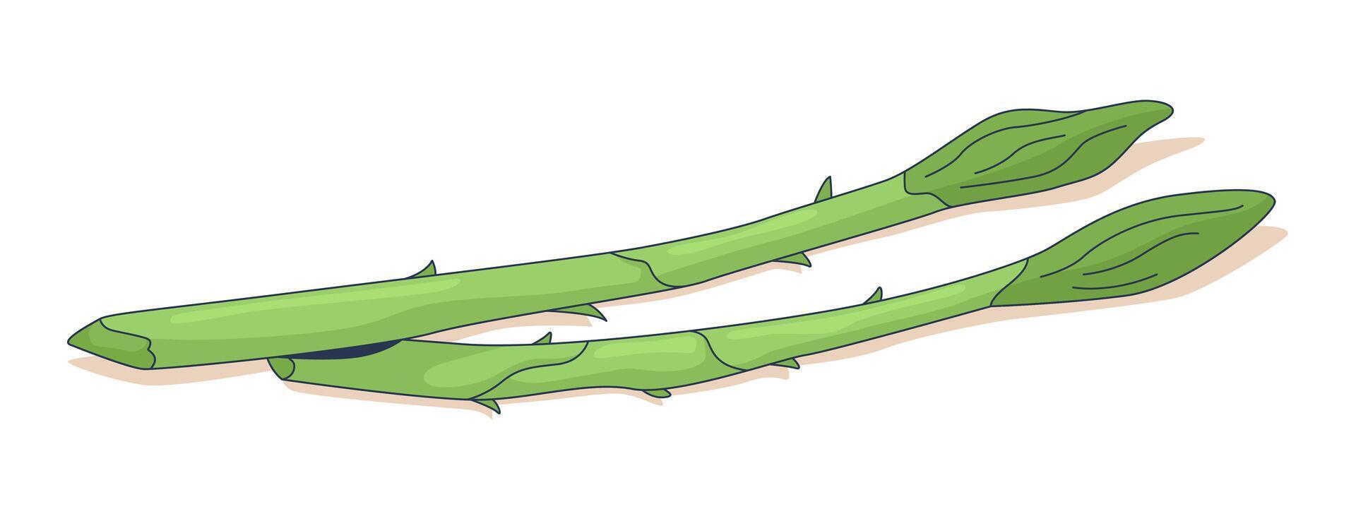 Fresh green asparagus spears 2D cartoon object. Organic produce. Cooking ingredient. Spring vegetable stalks. Healthy greens isolated element flat clip art on white. Spot illustration vector