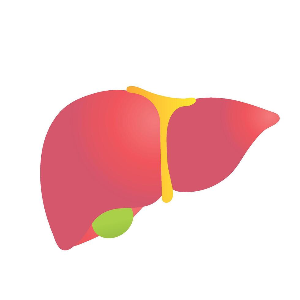 world hepatitis day human liver vector