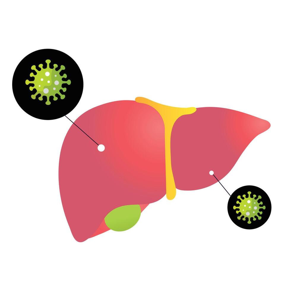 world hepatitis day illustratin on the white background vector