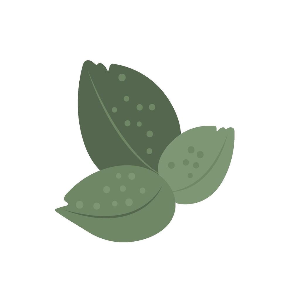 mint flat icon vector