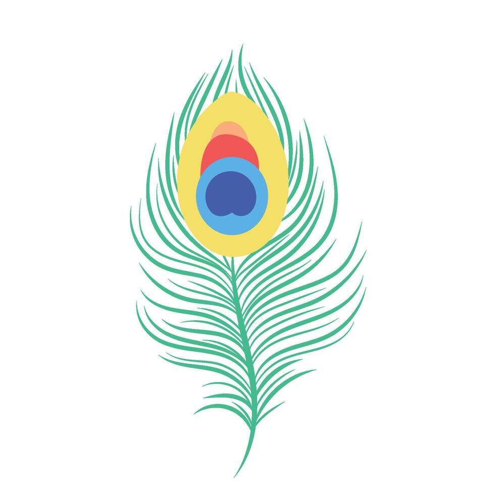 peacock illustration feather vector