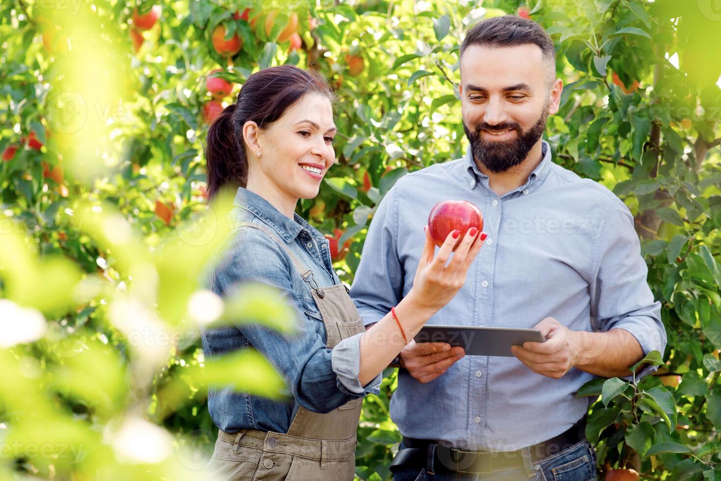 Cultivation, growing, monitoring and harvesting on farm with modern farmers, with device. Glad young male with tablet and lady in apron on plantation with green trees checks red apples in garden photo
