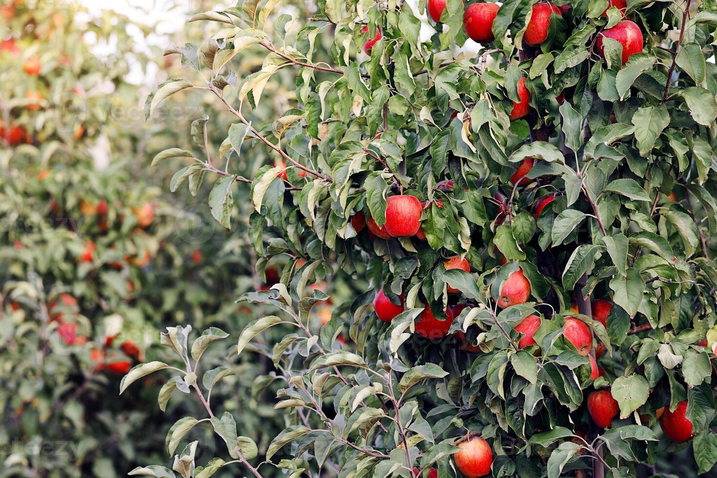 Shiny delicious apples hanging from tree branches at orchard in village. Nature and business at social distancing. Ripe red fruits with green leaves on plantation on farm in lens flare, copy space photo
