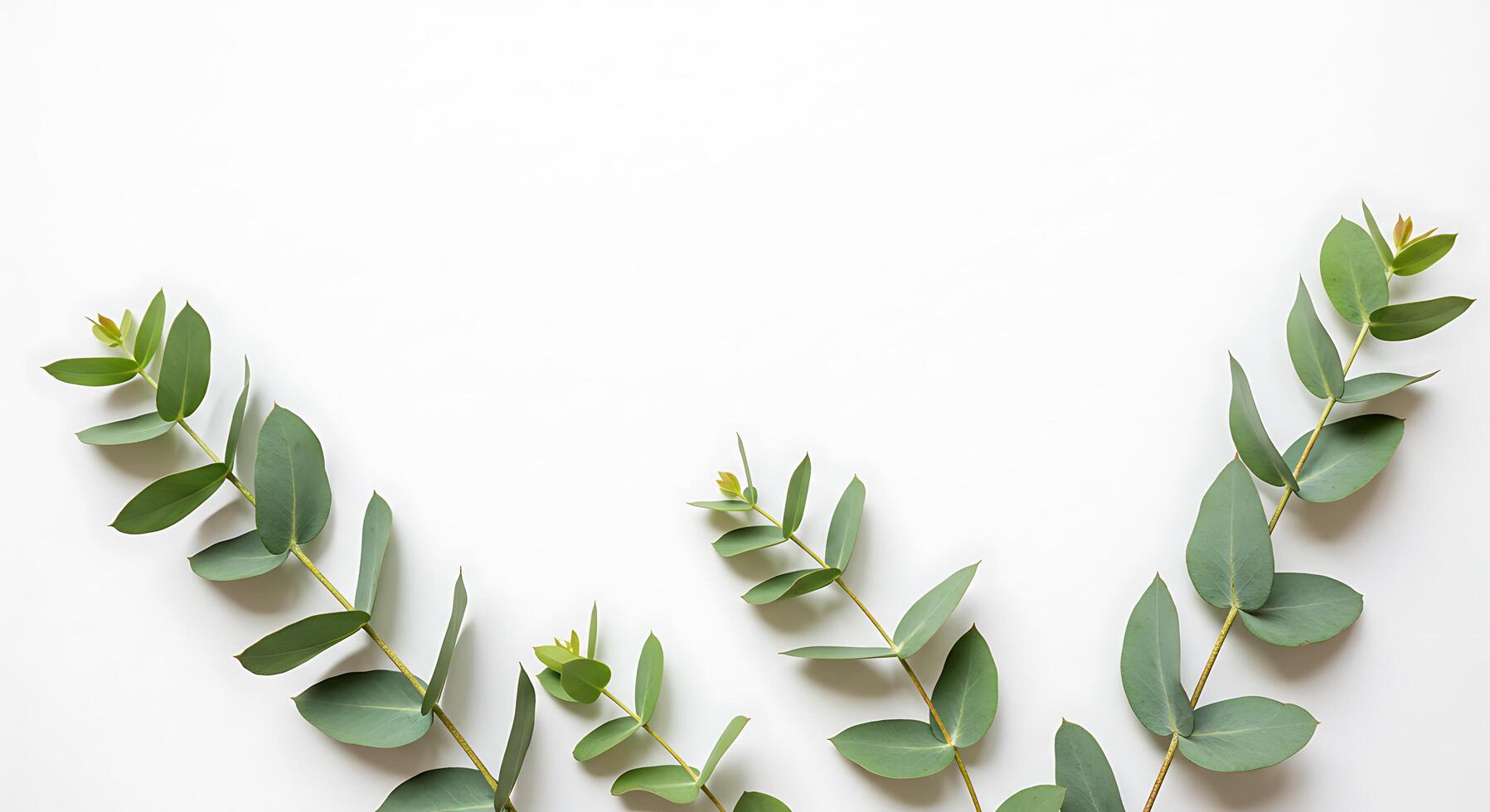 Eucalyptus leaves on white background photo