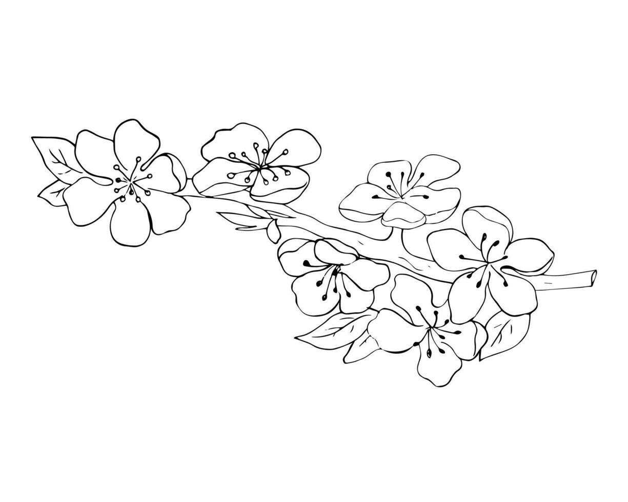 Apricot Blossom Branch Line Drawing vector