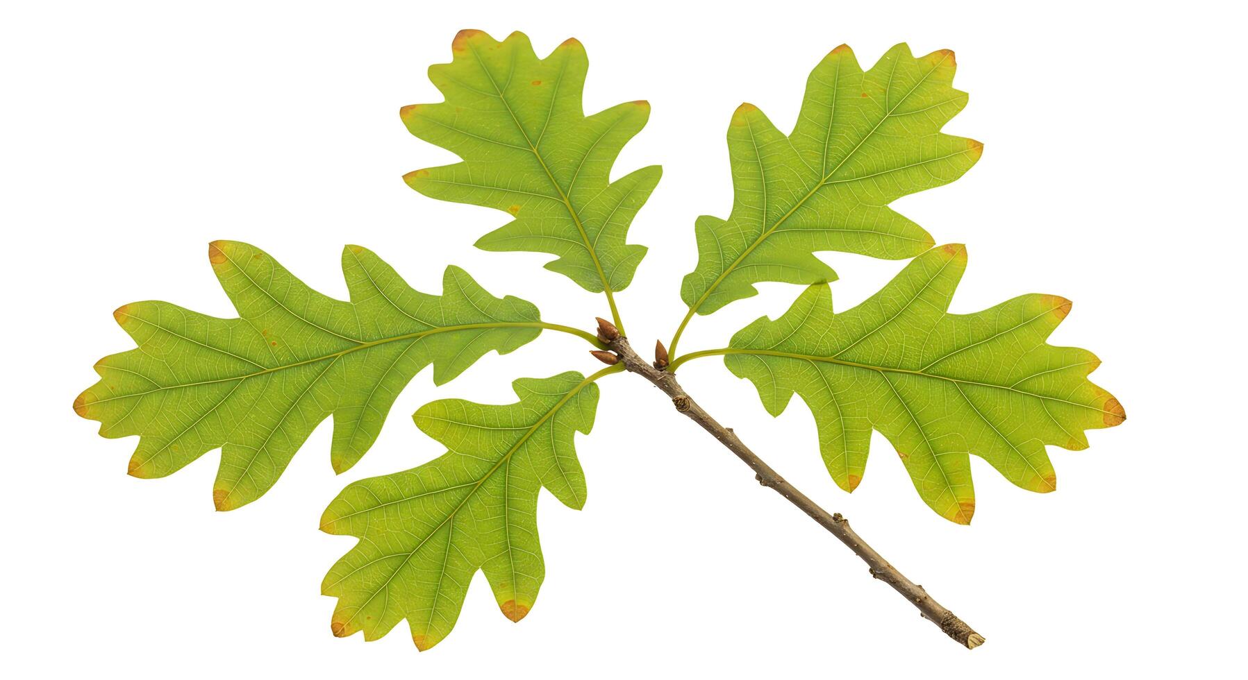A single oak leaf on a white background photo