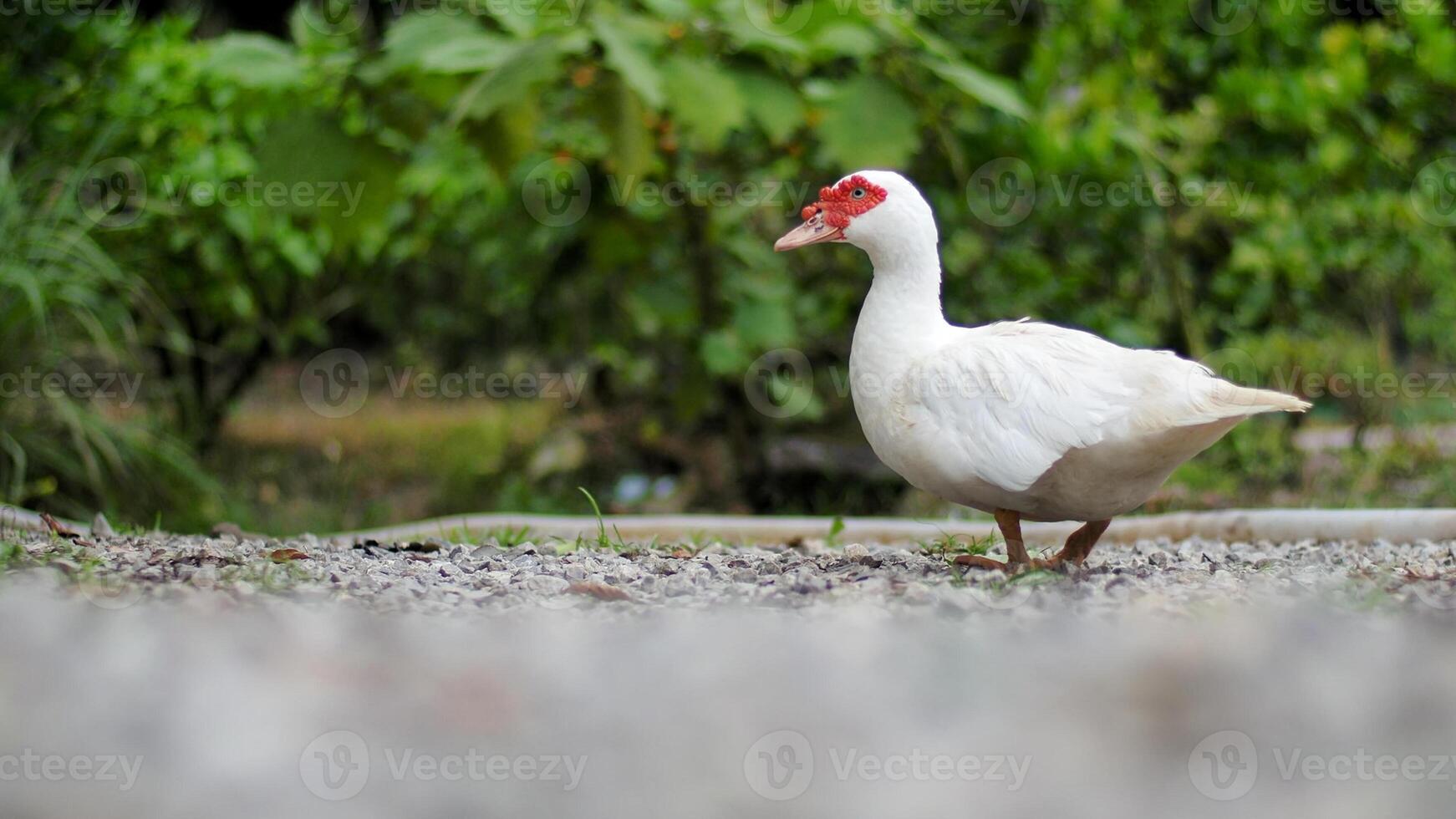 Muscovy Duck Walking on Gravel Path in Lush Green Garden Setting with Vibrant Foliage in Background photo