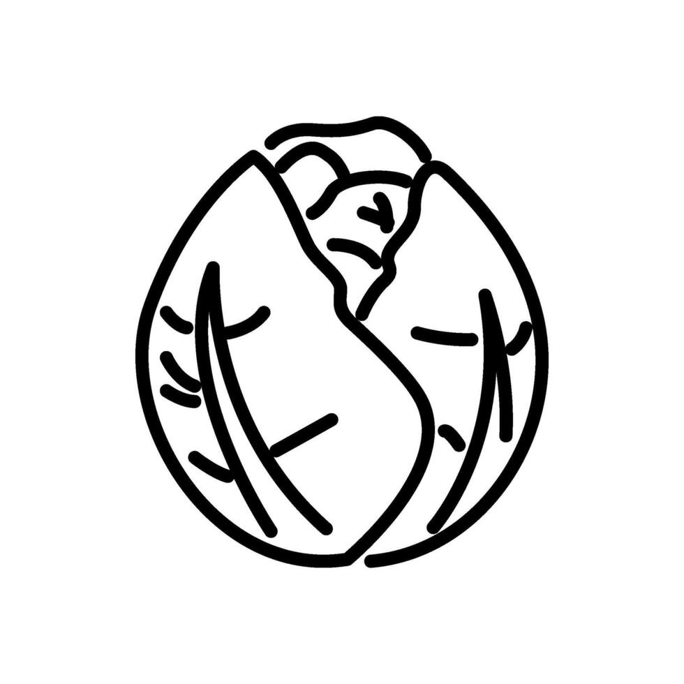 Compact cabbage head line icon vector