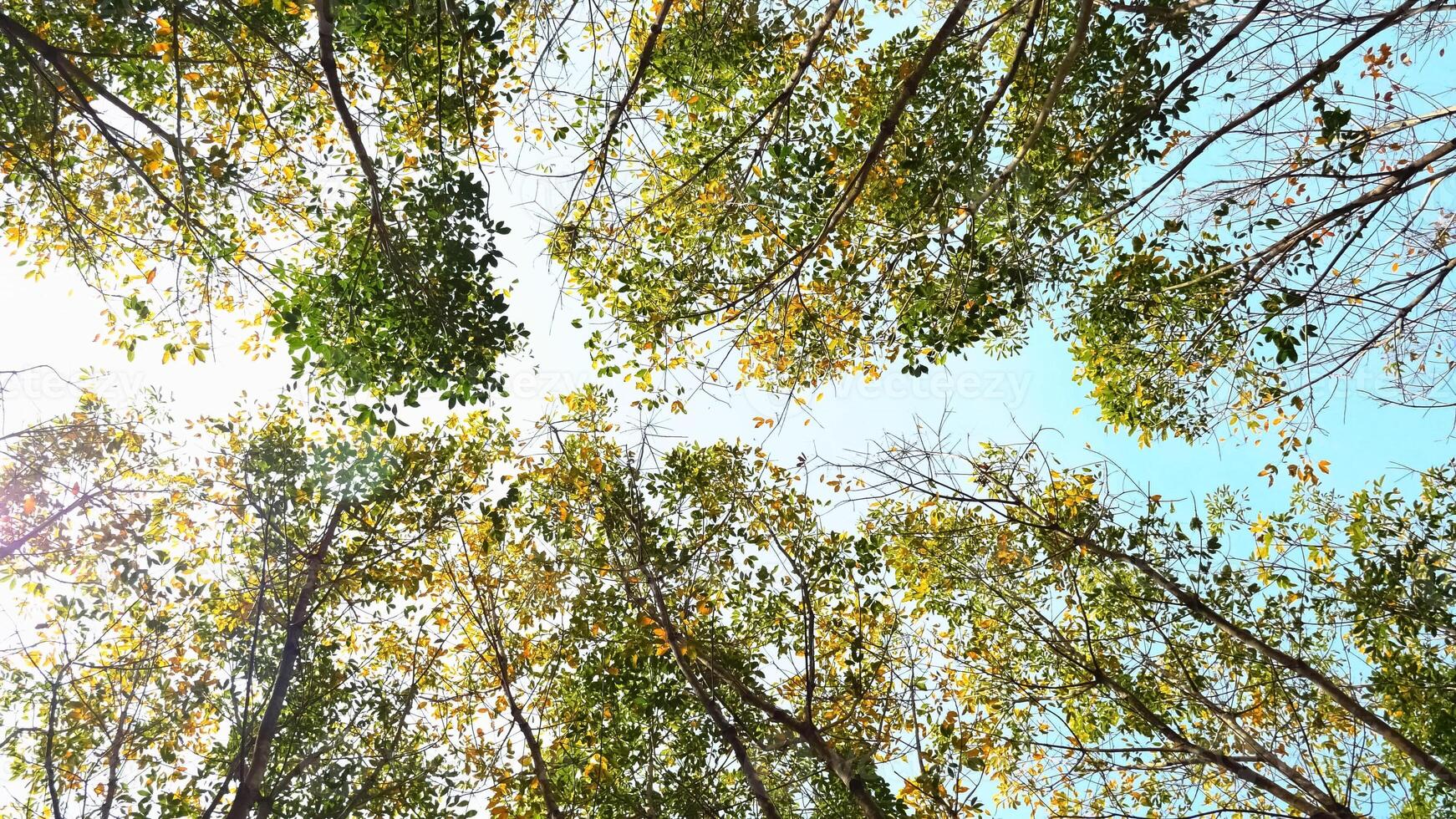 Sunlight Filtering Through Tall Trees with Green and Yellow Leaves Against a Clear Blue Sky in a Serene Forest Setting photo