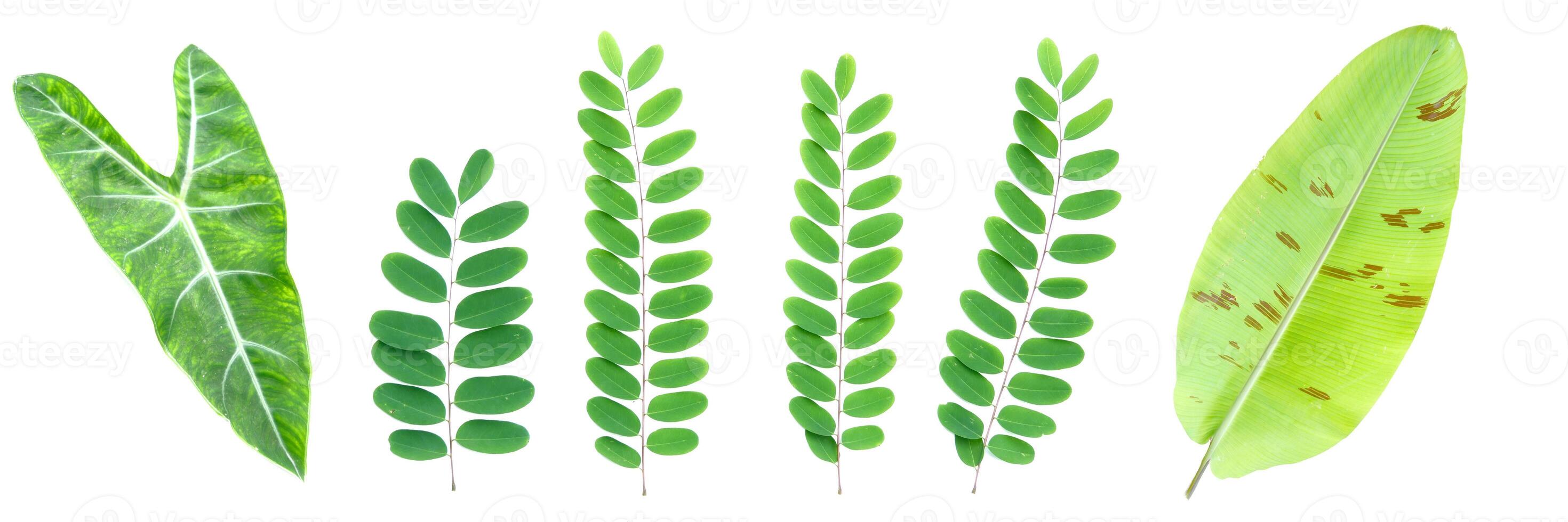 Collection of Various Green Leaves Isolated on White Background for Botanical and Nature Design Projects photo