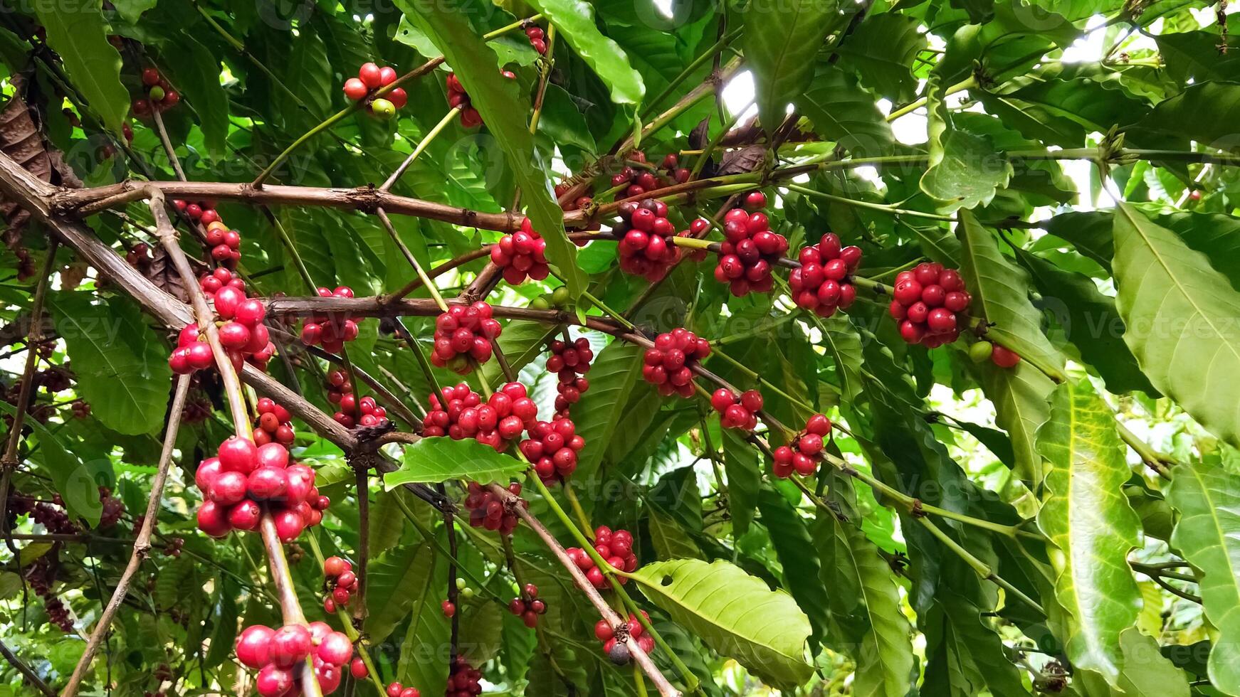 Vibrant Red Coffee Cherries on Lush Green Coffee Plant Branches in Tropical Plantation photo