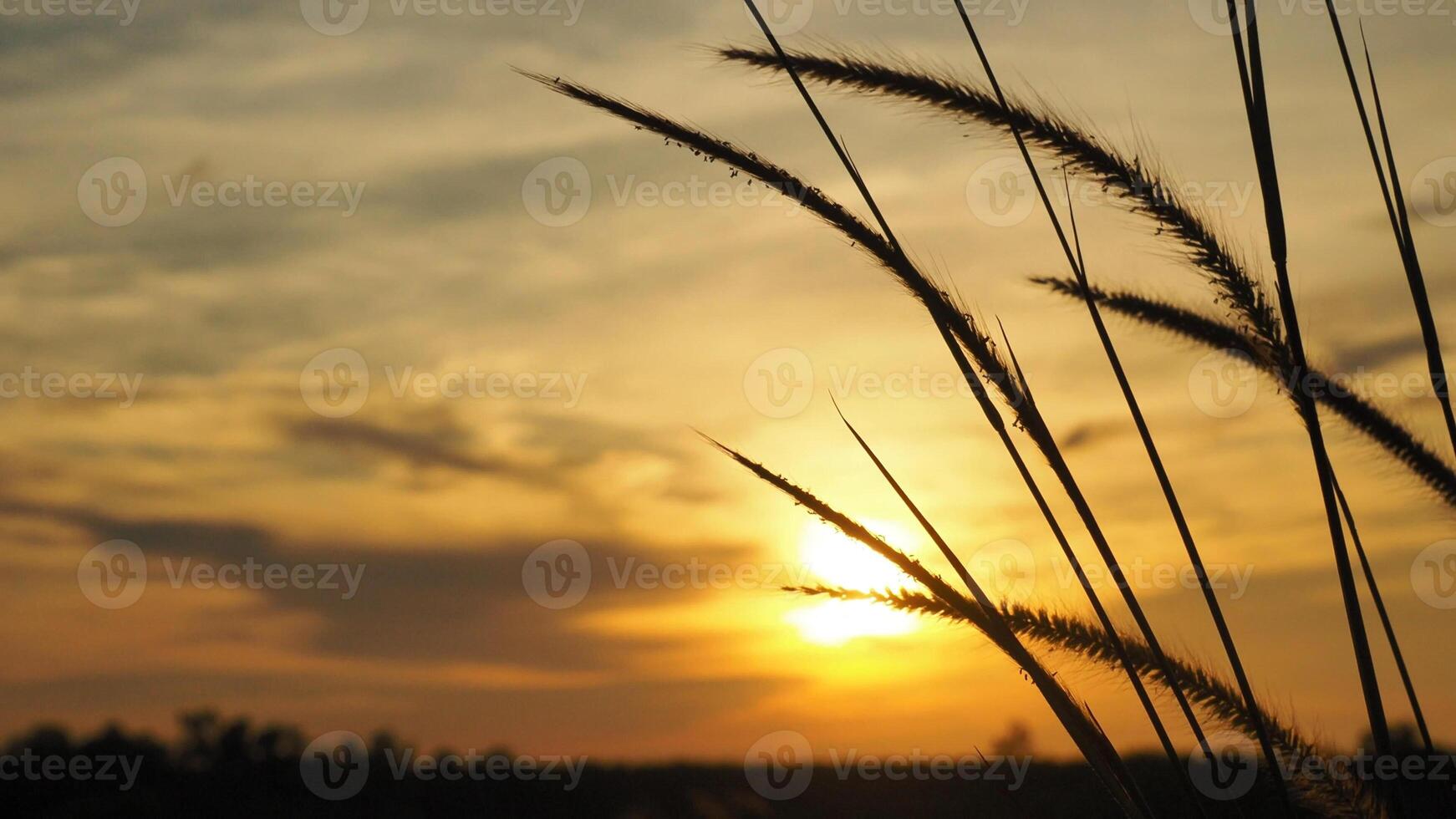 Serene Sunset with Silhouetted Grass Blades Against a Golden Sky in a Tranquil Natural Landscape photo