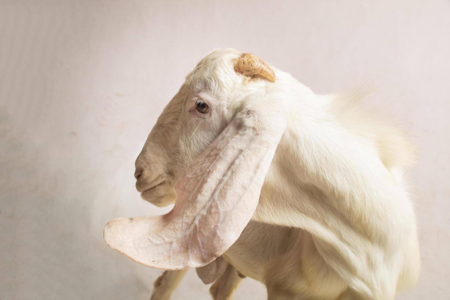 close-up landscape White Goat Head looking to the side, body part in negative space studio photo