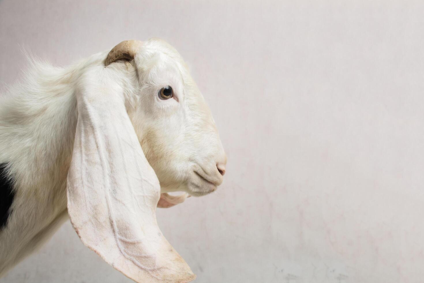 Close-up of White Goat Head with Horns from the side, body part in studio negative space photo