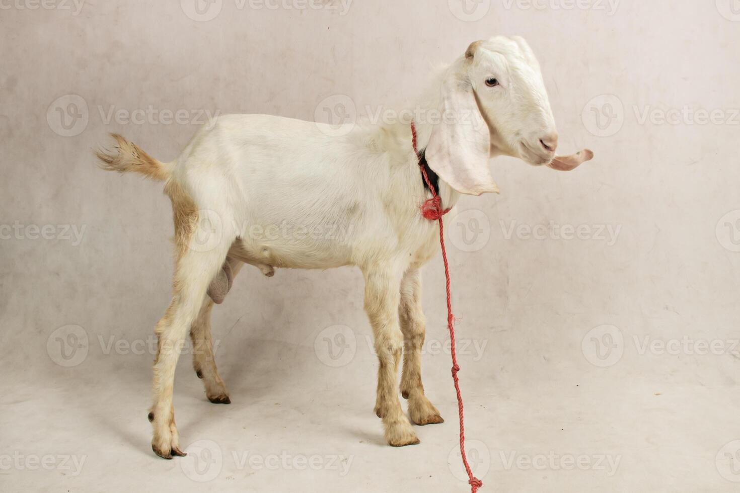 White male goat with red rope Standing in Studio photo