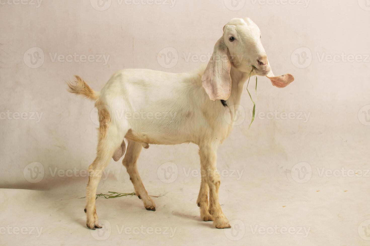 A beautiful white goat stands and eats grass in an isolated studio photo