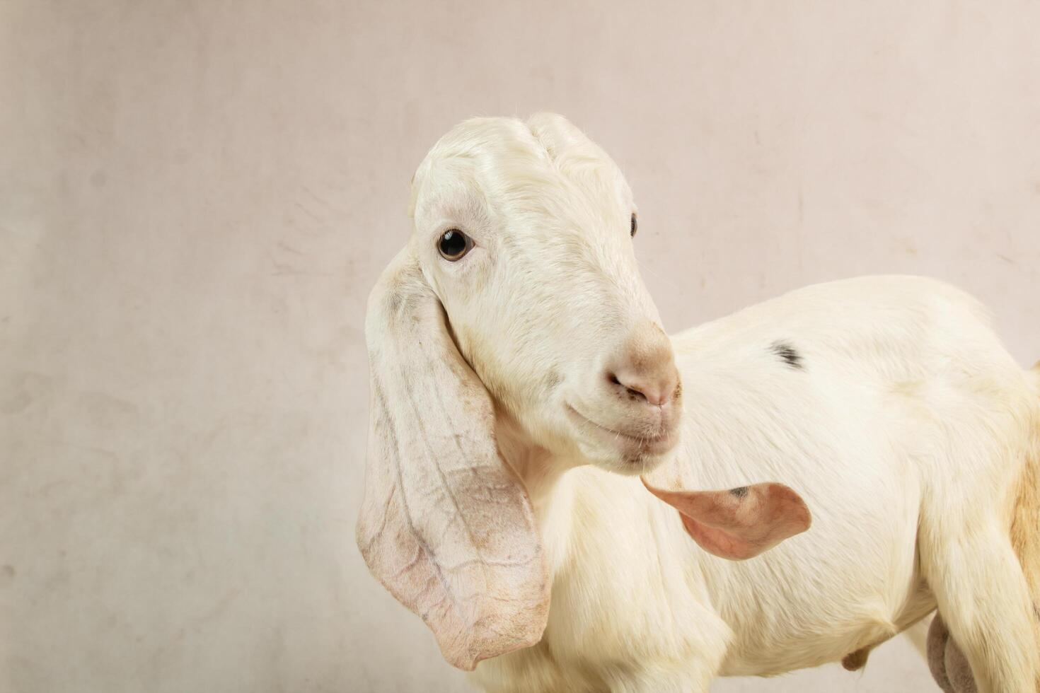 Close-up Portrait of a White Goat with long ears in studio shot photo