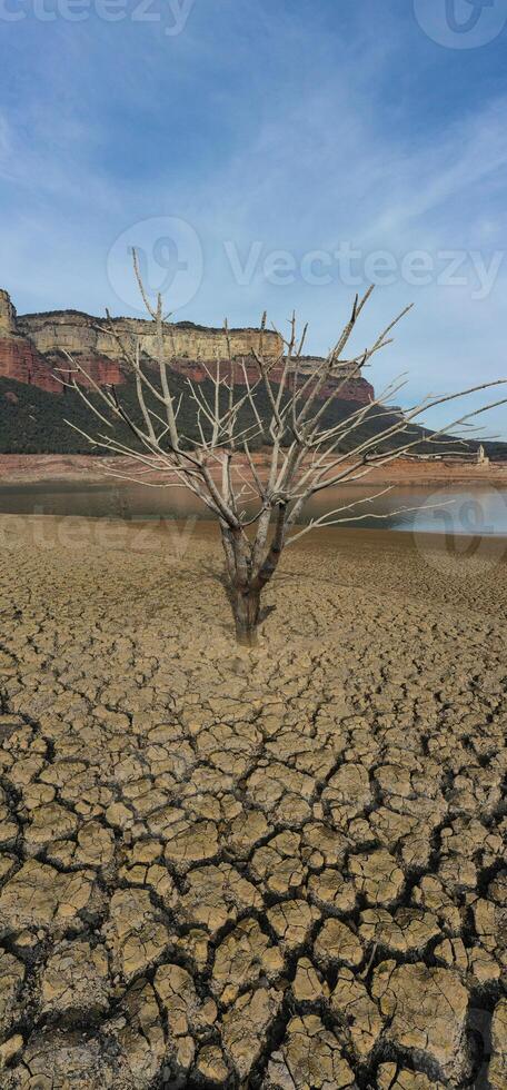 Dry tree with all the ground cracked, sau photo