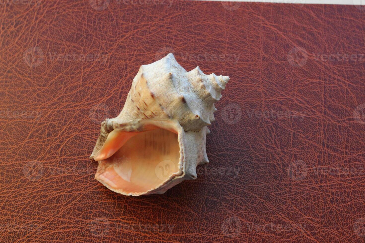 Sound of waves image. Inner side of a sea shell lying on leather surface photo