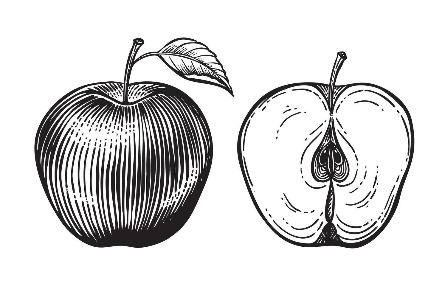 Apple -  aka Mutsu Apple on G.41 - Cummins Nursery - Fruit Trees, Scions