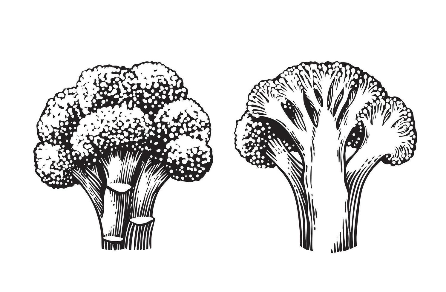Vintage hand-drawn broccoli illustration in engraving style. Detailed black and white sketch ideal for vegetables organic packaging, botanical prints, and healthy food design. vector
