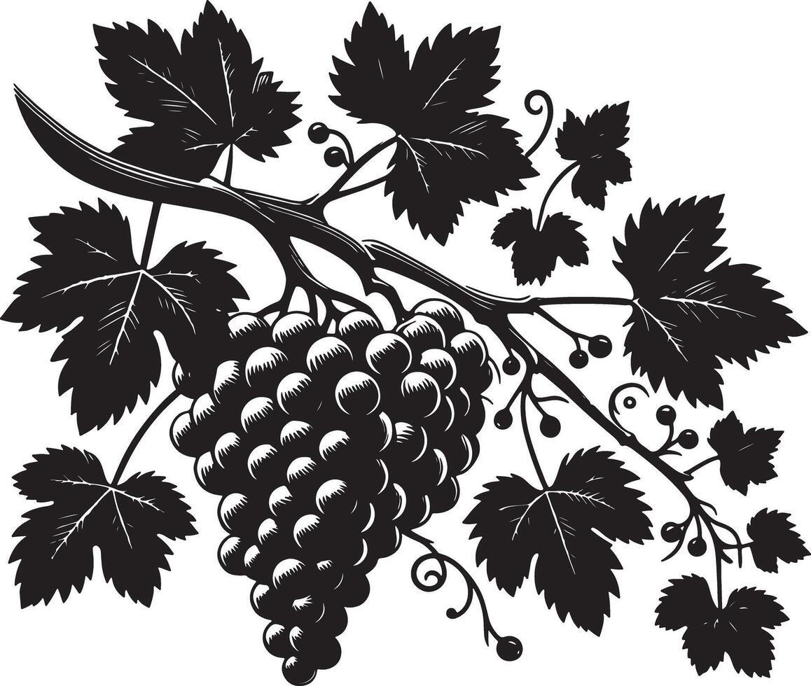A detailed monochrome illustration of a grape vine with leaves and a bunch of grapes vector