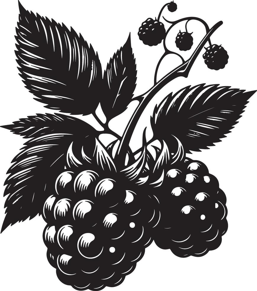 A detailed black and white illustration of blackberries with leaves and stems art vector