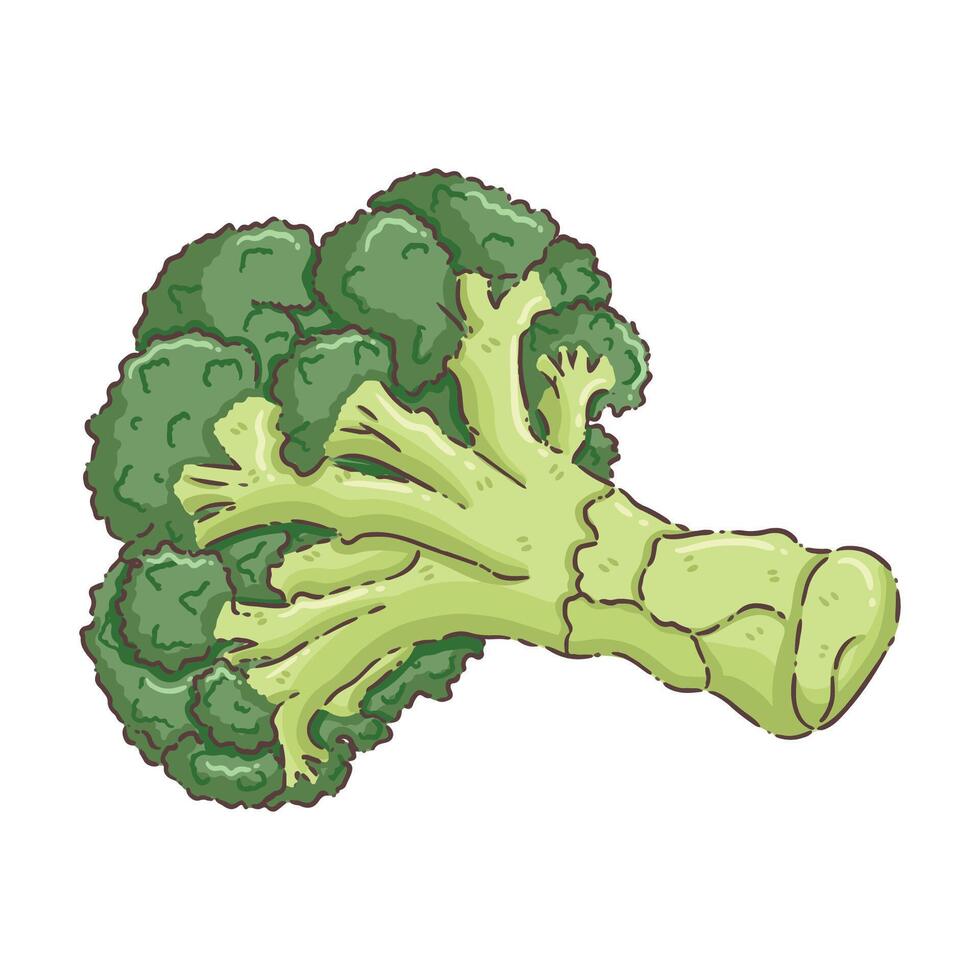 vegetable broccoli vecter vector
