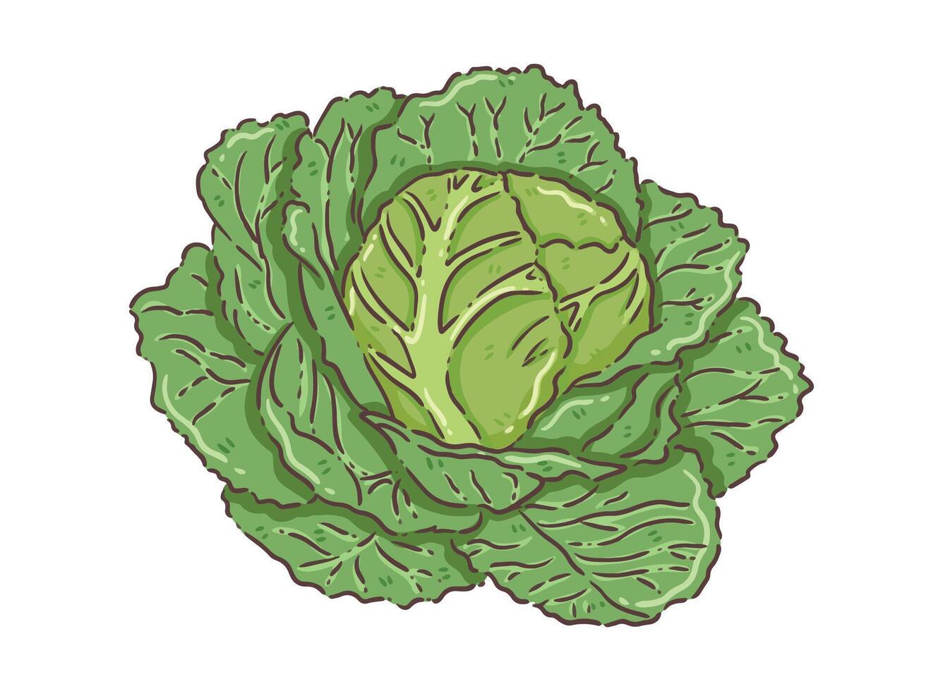 vegetable Cabbage food vector