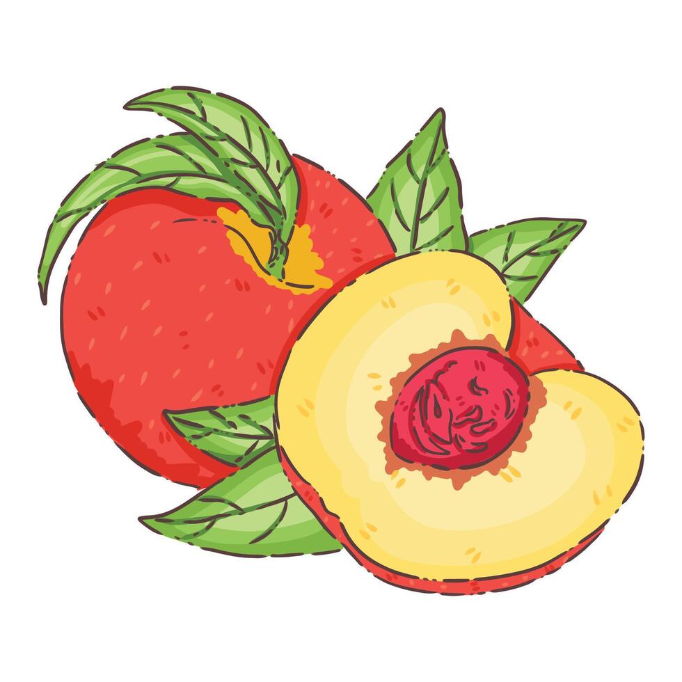 Peach fruit food vector