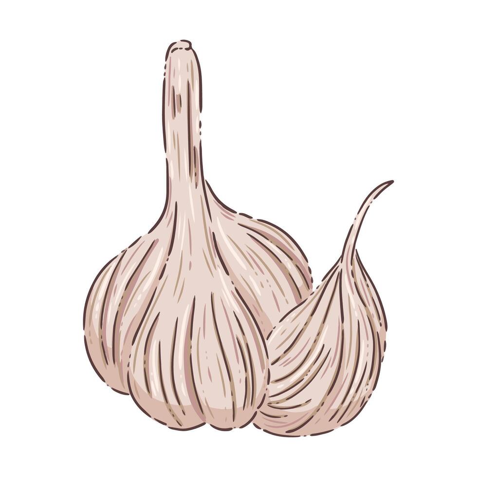 garlice vegetable food vector