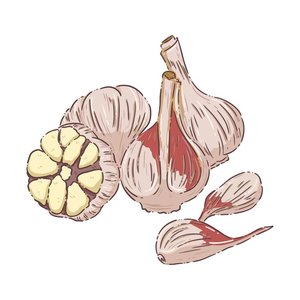 vecter Garlic vegetable food vector