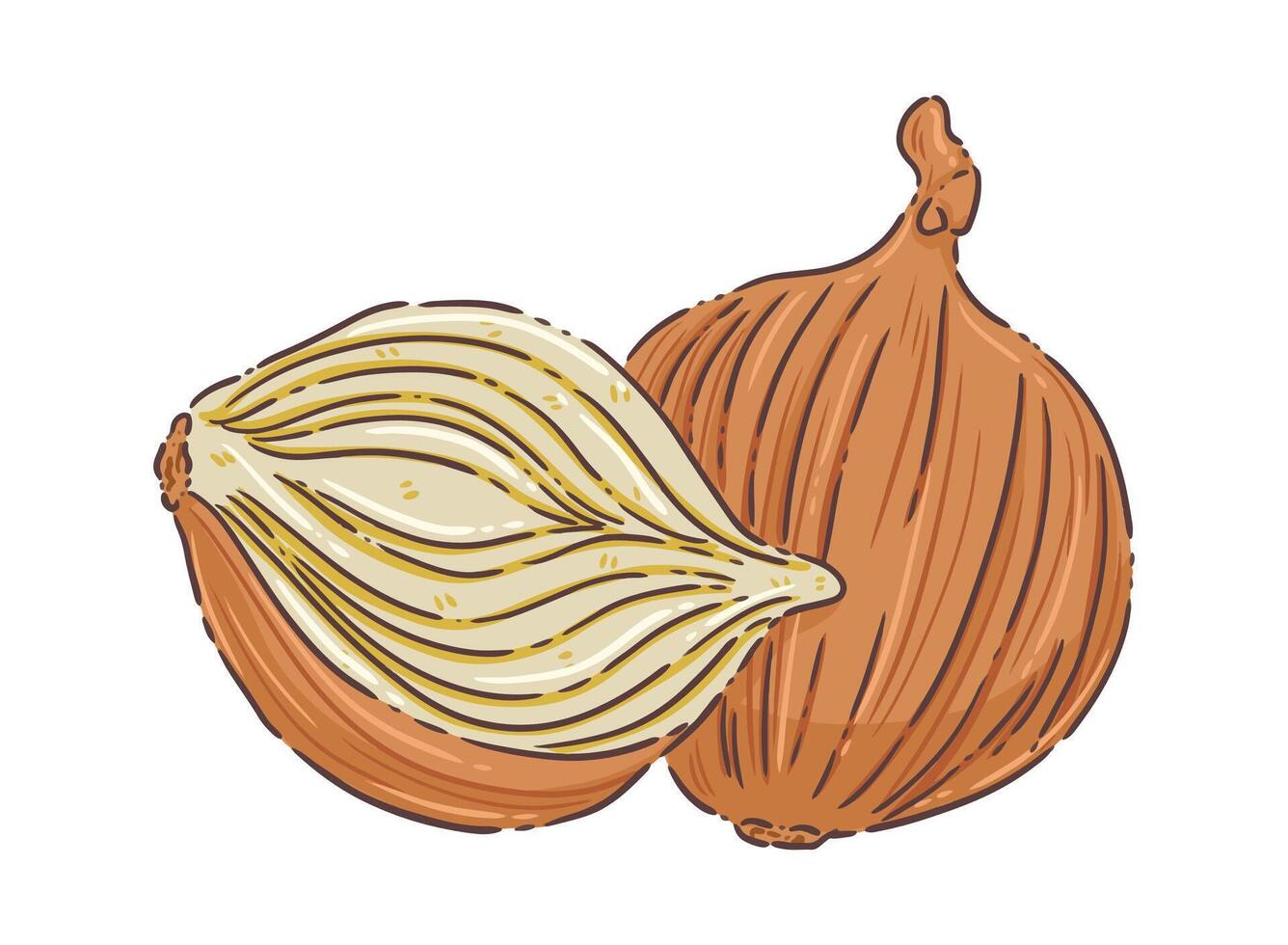 Onion vegetable food vecter vector