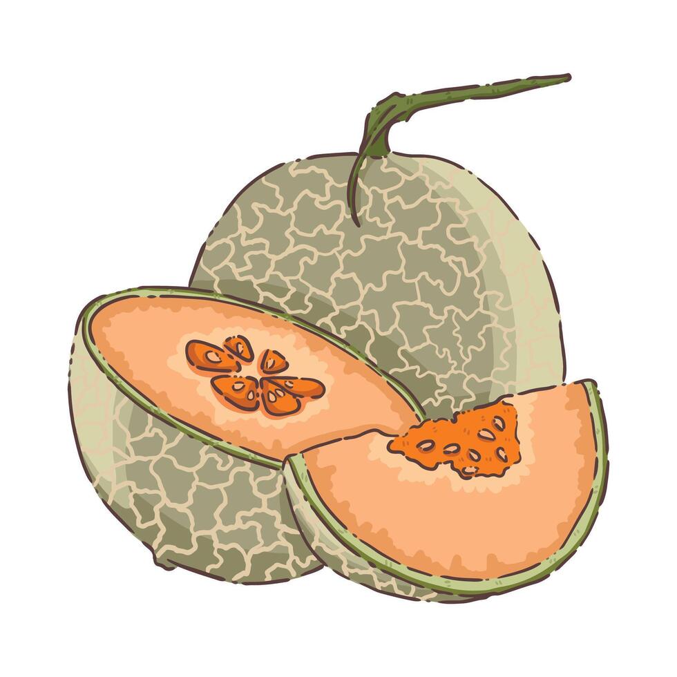 Melon fruit food vegetable vector