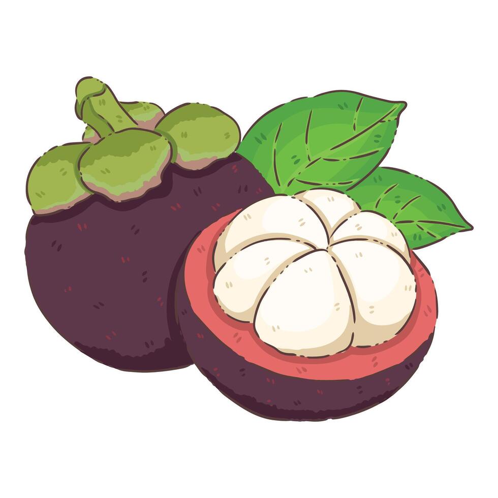 mangosteen fruit food vector
