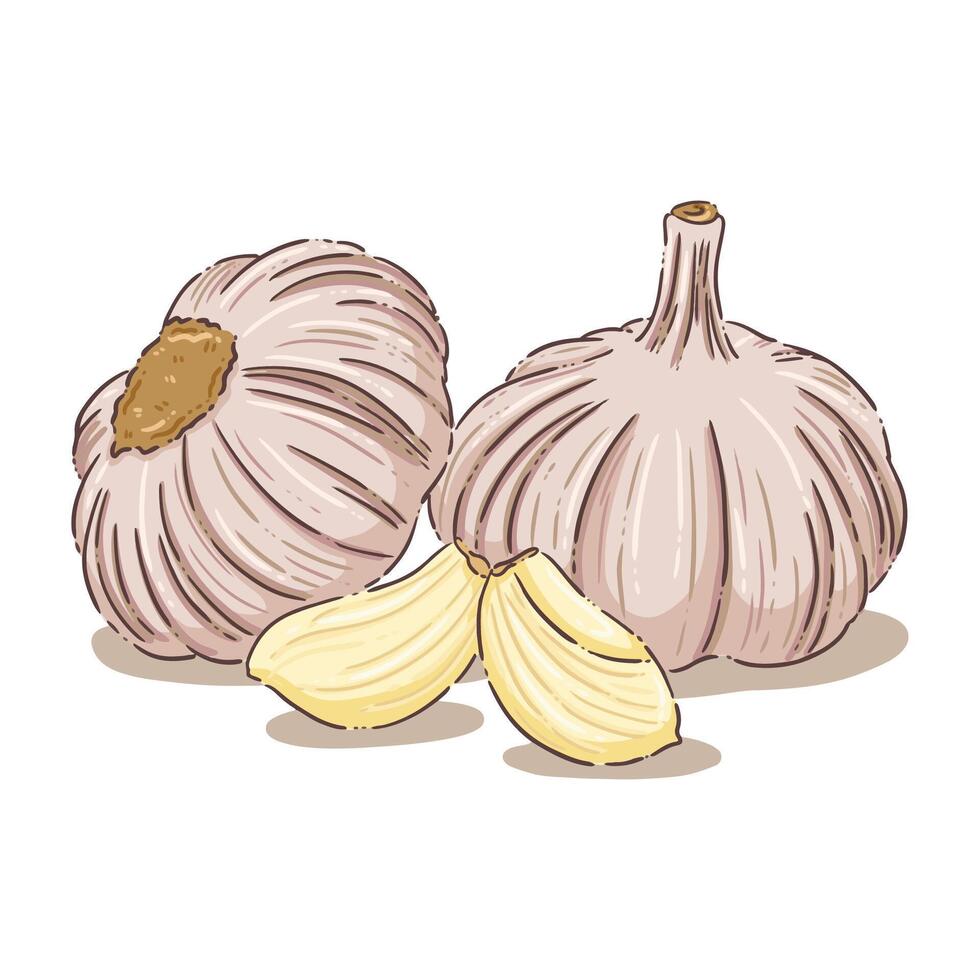 garlic vecter vegetable food vector