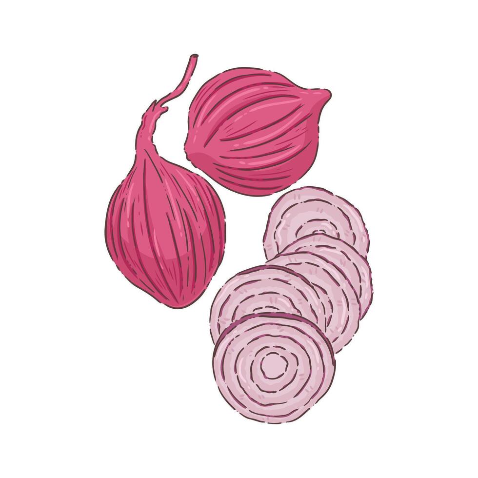 Red Onion vegetable food vector